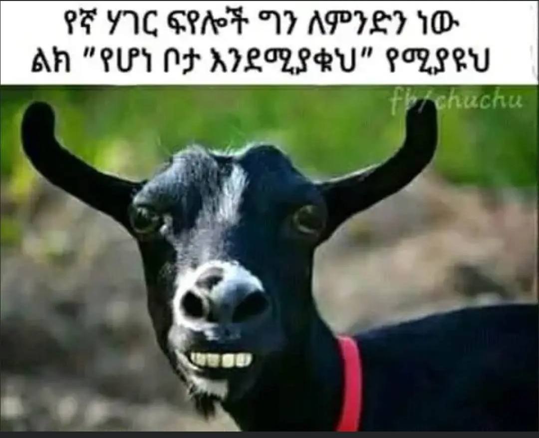 የኛሃገርፍየሎች ግንለምንድንነው ልክ "የሆነ ቦታእንደሚያቁህ" የሚያዩህ | SEY SRT AY APILI WD _Ah "SUI NF KIRSCH" PORE _ |